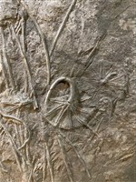 藏品(創孔海百合)的圖片